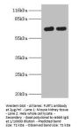 FLRT1 Antibody