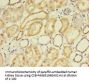 FLRT1 Antibody