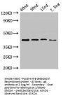 ugl Antibody