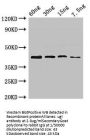 ugl Antibody