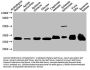VDAC1 Antibody