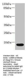 IL36RN Antibody