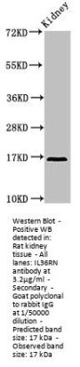 IL36RN Antibody