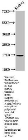 IL36RN Antibody