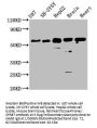 CPNE7 Antibody