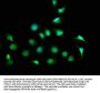 CPNE7 Antibody