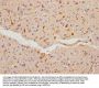 FBLN5 Antibody