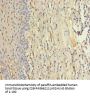 ZMAT5 Antibody