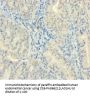ZMAT5 Antibody