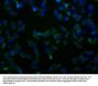 SLC23A2 Antibody