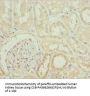 PLCD4 Antibody