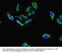 PLCD4 Antibody