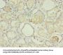 PLCD4 Antibody