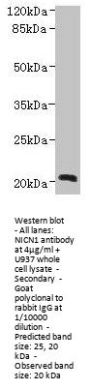 NICN1 Antibody