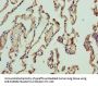 NICN1 Antibody