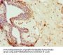 FAIM2 Antibody