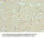 FAIM2 Antibody