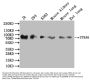 STRA6 Antibody