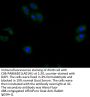 STRA6 Antibody