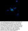 STRA6 Antibody