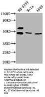 ANGPTL4 Antibody