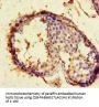 ACE2 Antibody