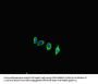 ACE2 Antibody