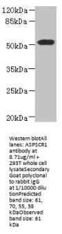ASPSCR1 Antibody