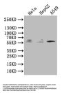 TRIM4 Antibody