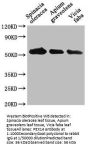 PEX14 Antibody