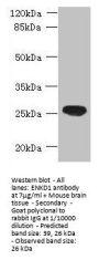 ENKD1 Antibody