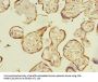 ENKD1 Antibody