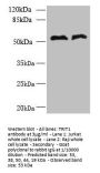 TRIT1 Antibody