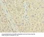 TRIT1 Antibody