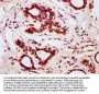BOLA2 Antibody