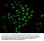 BOLA2 Antibody
