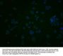 KCNK15 Antibody