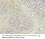 TUBB1 Antibody