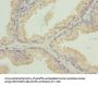 TUBB1 Antibody