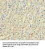 Rabbit anti-human UPF0454 protein C12orf49 polyclonal Antibody(C12orf49)