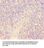 SCPEP1 Antibody