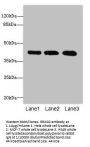 RRAGC Antibody
