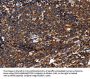 PTPRC Antibody