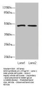 GCM1 Antibody
