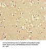 TRIM36 Antibody