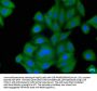 GDF3 Antibody