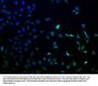 ANKEF1 Antibody