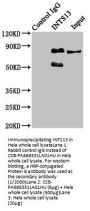 INTS13 Antibody