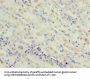 OXSM Antibody
