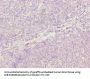 OXSM Antibody